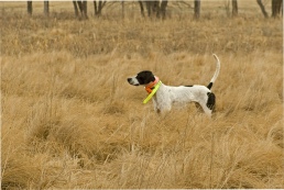 ihaw, ilhaw, illinois, husbandry, animal, welfare, association, state, breeders, pet, breeder, association, pet-breeders, il, puppy, mill, vet, inspection, records, usda, department, of, agriculture, dog, law, enforcement, pennsylvania's,breeder, canine, aca, american, canine, associataion, pic5